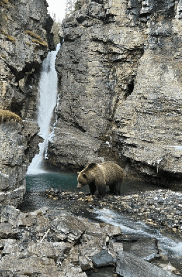 Bear photo 2